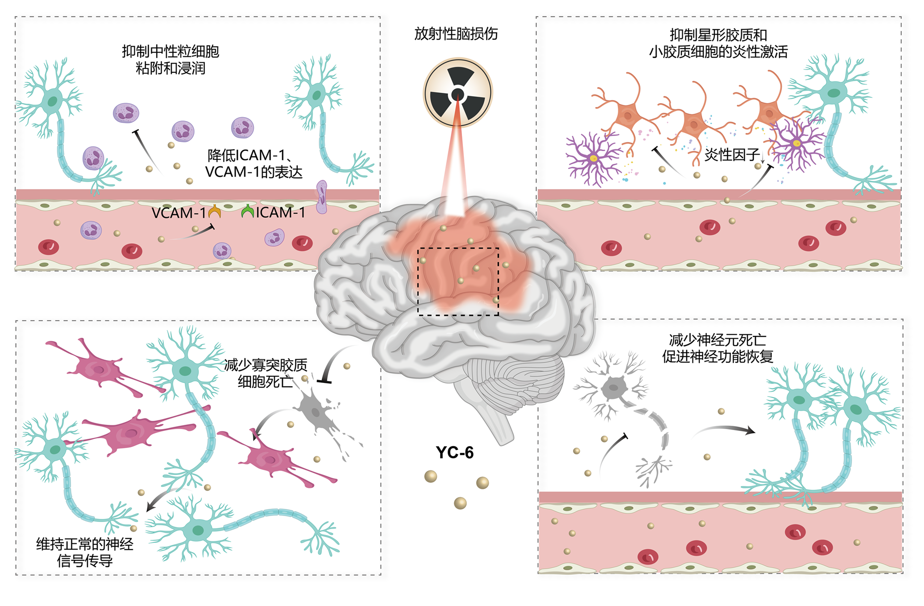 放射性腦損傷藥物作用機(jī)制圖.png